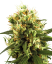 Sensi Seeds Semena konoplje White Haze Automatic Feminized by White Label, 3-10 kos