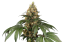 Sensi Seeds Cannabiszaden Chocolate Rainbow XXL® Gefeminiseerd, 3-10 stuks