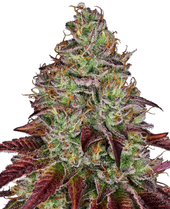 Sensi Seeds Hạt giống cần sa Tezla OG Feminized, 3-10 hạt