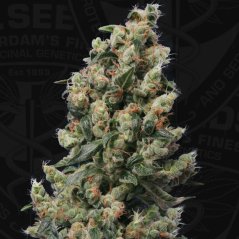 T.H.Seeds™ Semillas de cannabis Kushage™, pack variado, feminizadas