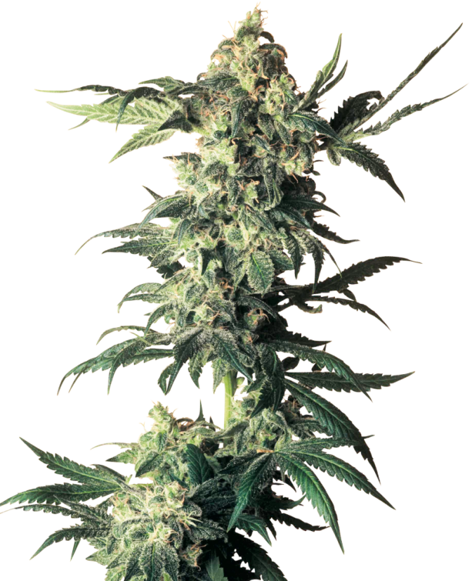 Sensi Seeds Semi di Cannabis Northern Lights Femminizzati di White Label, 3-10 pz