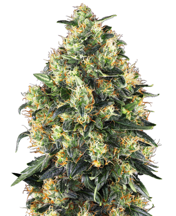 Sensi Seeds კანაფის თესლი Super Skunk Automatic® Feminized, 3-10 ც.