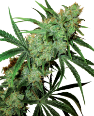 Sensi Seeds Cannabis Seeds Fruity Juice® Regular, 10 τεμ.