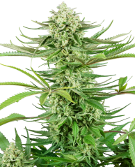 Sensi Seeds Semena konoplje Cashew Kush Feminized, 3-10 kom