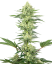 Sensi Seeds Насіння коноплі White Gorilla Haze Feminized White Label, 3-10 шт.