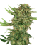 Sensi Seeds Семена от канабис N13 Kush Feminized, 3-10 бр.