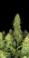 Fast Buds Cannabis Seeds Sour Jealousy Auto