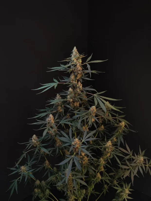 Fast Buds Sementes de Cannabis Northern Lights Auto