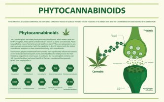 Fytocannabinoiden CBDP og dens sammenligning med andre cannabinoider