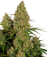 Sensi Seeds კანაფის თესლი Sticky Orange XXL Automatic Feminized, 3-10 ც.