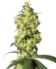 Sensi Seeds Cannabis Seeds White Widow Automatic Feminized by White Label, 3-10 vnt.