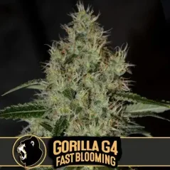 Blimburn Seeds Kanepiseemned Gorilla Glue G4 Kiire õitsemine