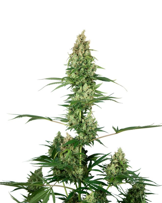 Sensi Seeds Cannabisfrø Silver Fire® feminiseret, 3-10 stk.