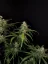 Fast Buds Sementes de Cannabis Sour Diesel Auto