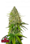 Fast Buds Żerriegħa tal-Kannabis Grejpfrut Auto