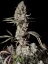 Fast Buds Cannabis Seeds Gorilla Zkittlez Auto