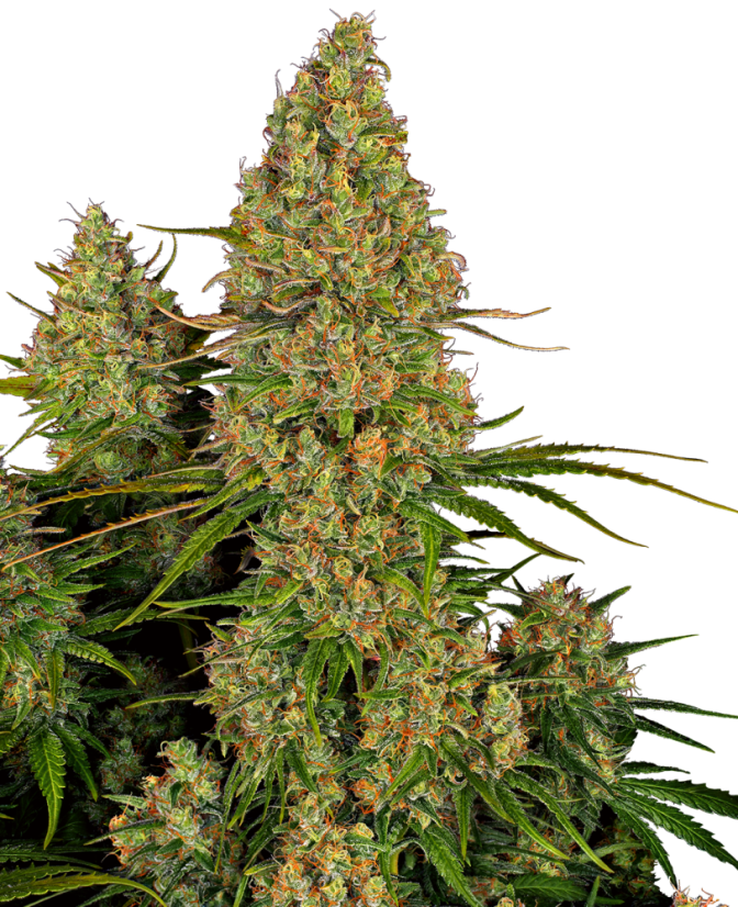 Sensi Seeds Semillas de cannabis Sticky Orange XXL Automática Feminizada, 3-10 uds