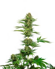 Sensi Seeds Cannabisfrø Satin Sort Domina CBD® Feminiseret, 3-10 stk.