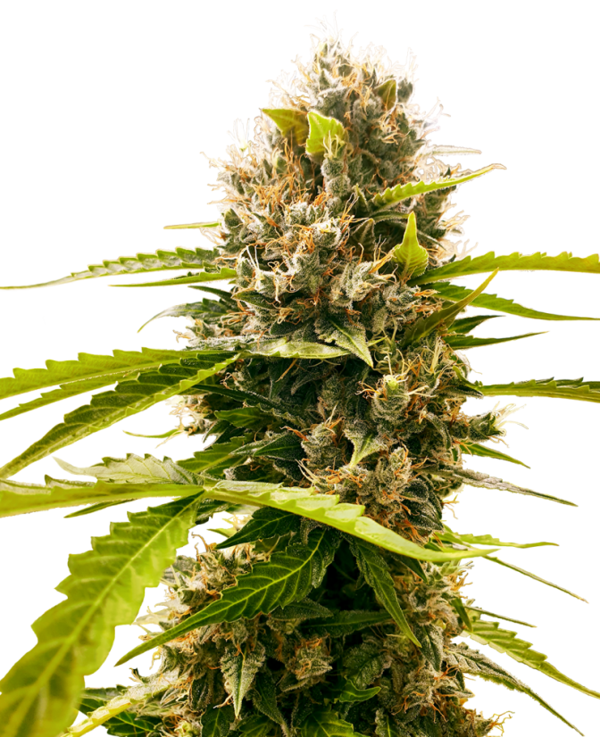 Sensi Seeds Kanapių sėklos Mandarin Punch Feminized, 3-10 vnt.