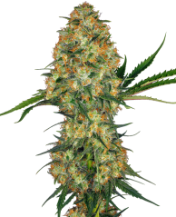 Sensi Seeds Насіння коноплі Hindu Kush® Regular, 10 шт.