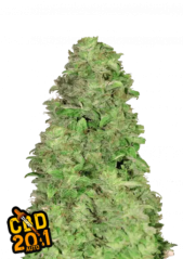 Semillas de Cannabis Fast Buds CBD 20:1 Auto
