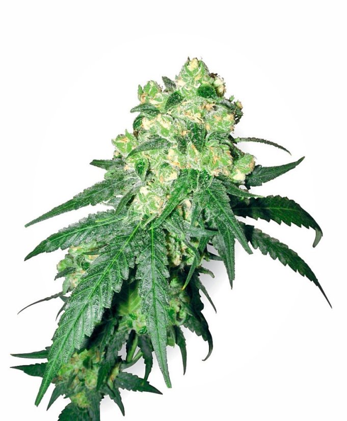 Sensi Seeds Cannabisfrø White Rhino Regular af White Label, 10 stk.