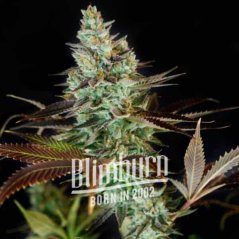 Blimburn Seeds Cannabisfrön Clementine Feminiserade