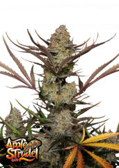 Fast Buds Kanepiseemned Apple Strudel Auto
