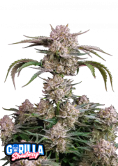 Fast Buds Żerriegħa tal-Kannabis Strawberry Gorilla Auto