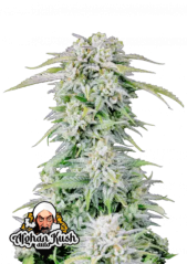Fast Buds Cannabis Frø Afghan Kush Auto