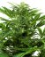 Sensi Seeds Cannabis Seeds Mandarin Punch Automatic Feminized, 3-10 db