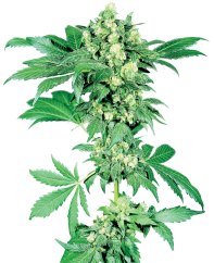 Sensi Seeds Kenevir Tohumları Maple Leaf Indica® Regular, 10 adet