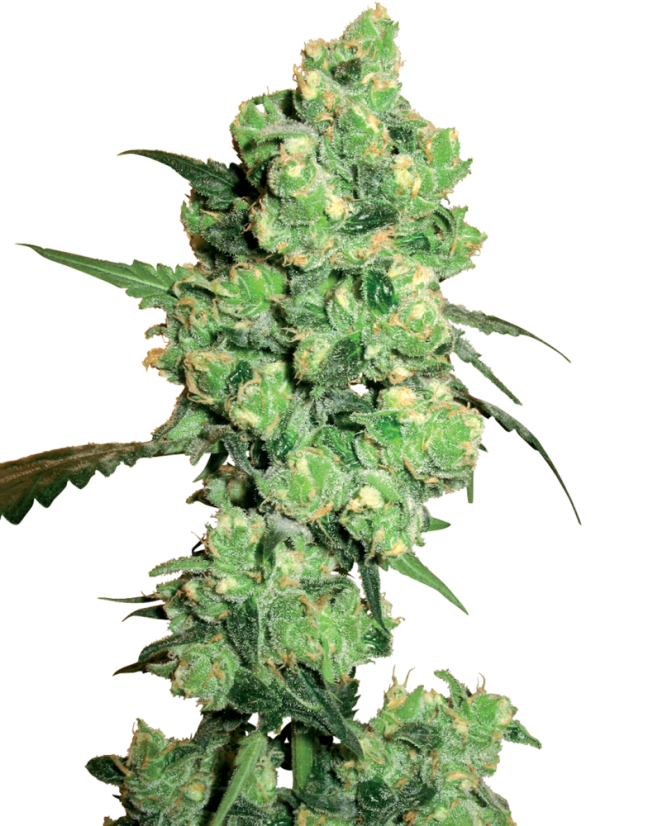 Sensi Seeds Cannabis Seeds Super Skunk Feminized by White Label, 3-10 kpl