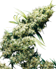 Sensi Seeds Sementes de Cannabis Jamaican Pearl® Regular, 10 unidades