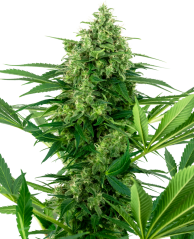 Sensi Seeds კანაფის თესლი Banana Frosting Feminized, 3-10 ც.