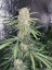 Fast Buds Cannabis Seeds OG Kush Auto