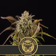 Blimburn Seeds Semi di Cannabis Grizzly Purple Kush Femminizzati