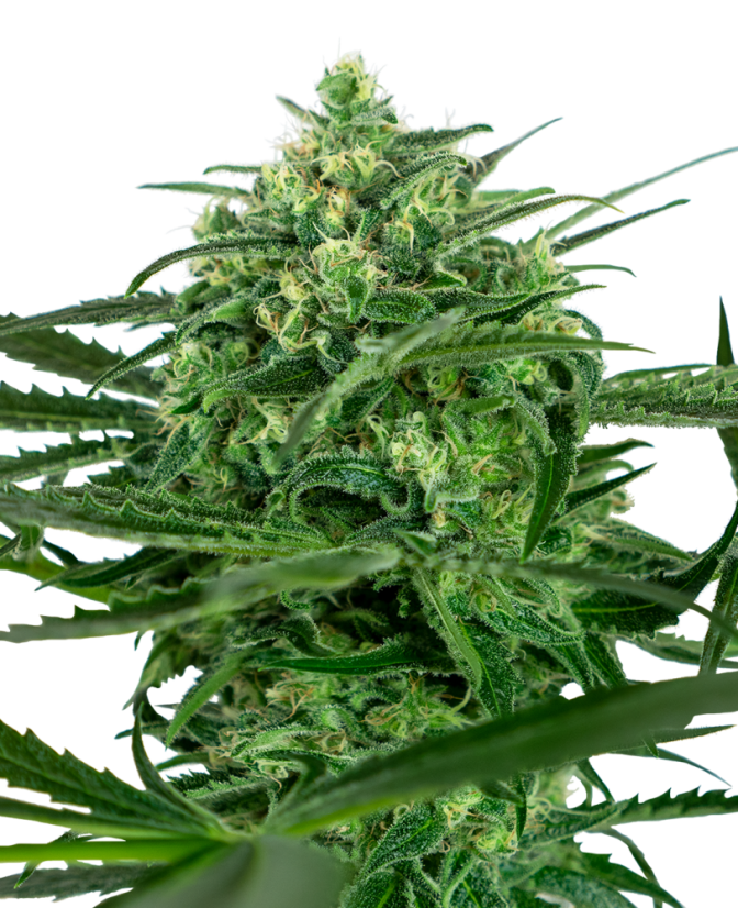 Sensi Seeds Cannabiszaden Sensi Amnesia® Gefeminiseerd, 3-10 stuks