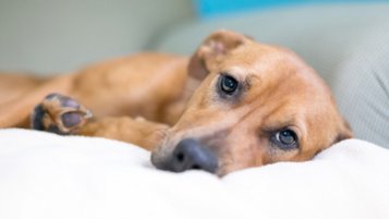 Může CBD olej pomoci mému psovi se zánětlivým onemocněním střev?
