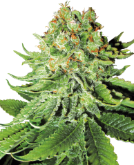 Sensi Seeds White Label Tarafından Üretilen Northern Lights Otomatik Dişileştirilmiş Kenevir Tohumları, 3-10 Adet