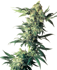 Sensi Seeds Hạt giống cần sa Northern Lights® Feminized, 3-10 hạt