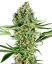 Sensi Seeds Cannabis Tohumları Critical Runtz Feminize, 3-10 adet