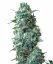 Sensi Seeds Cannabis Seeds Afghan Kush Regular, White Label, 10 db