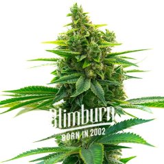 Blimburn Seeds Cannabiszaden Khalifa Kush Gefeminiseerd