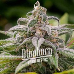 Blimburn Seeds Cannabisfrön Maui Waui feminiserade