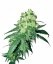 Sensi Seeds კანაფის თესლი White Rhino Regular by White Label, 10 ც.