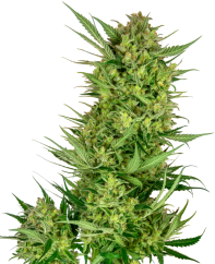 Sensi Seeds Cannabis Seeds Buttercream Gelato Feminized, 3-10 st