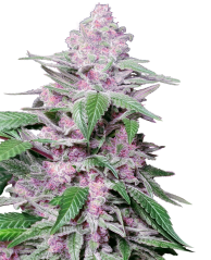 Sensi Seeds Cannabis Seeds Purple Cookie Kush Feminized, 3-10 gab.