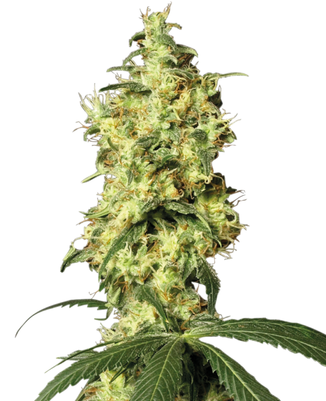 Sensi Seeds Semillas de cannabis White Widow Automatic Feminizadas de White Label, 3-10 uds.