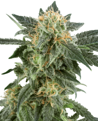 Sensi Seeds Semi di Cannabis Snow Ryder Automatic Femminizzati di White Label, 3-10 pz